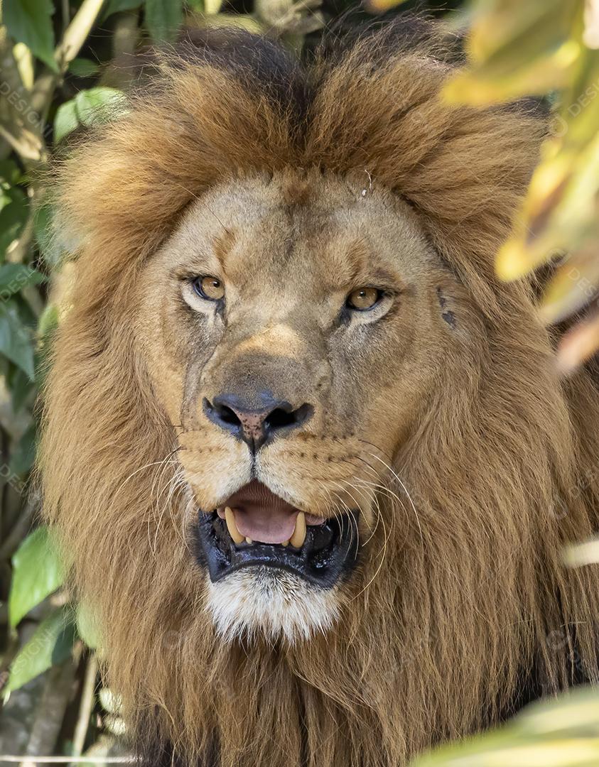 Extremo close-up em leão na floresta Imagem JPG