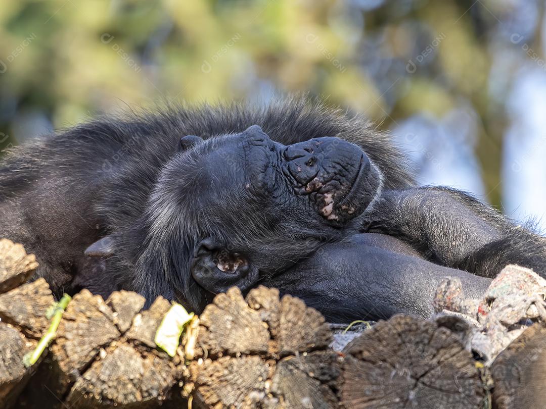 Macaco descansado deitado encima de madeiras Imagem JPG