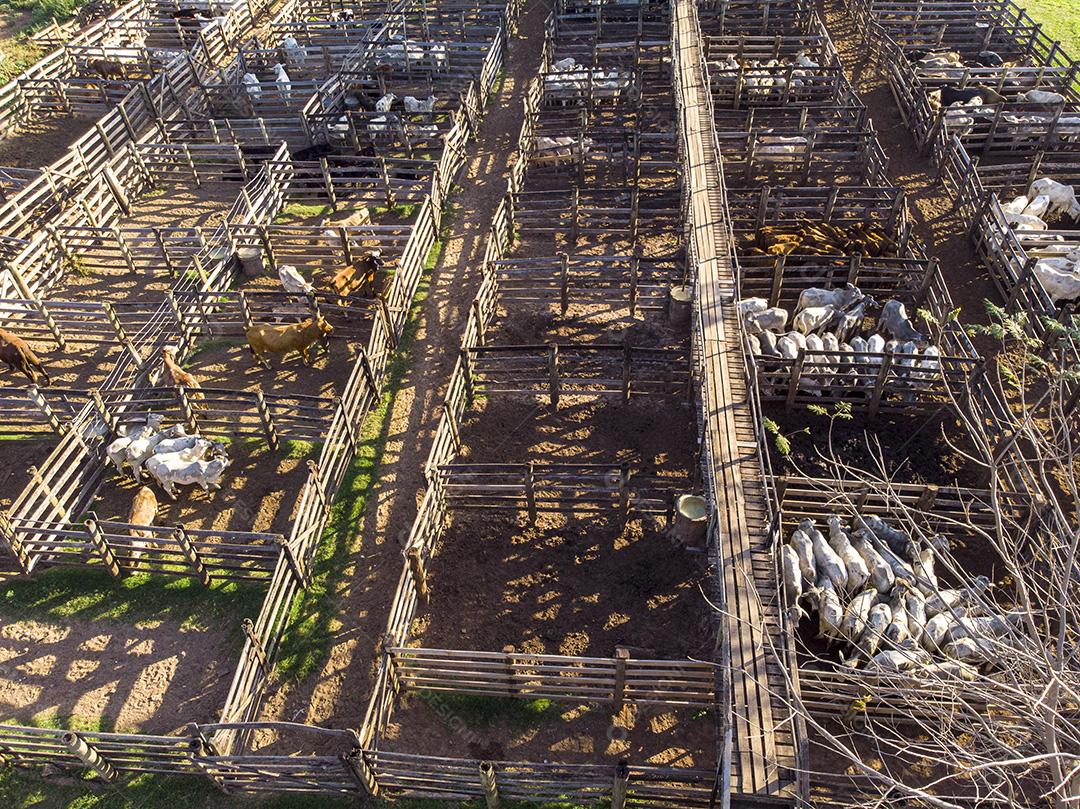 Gado em confinamento, bois, vacas, dia ensolarado Imagem JPG