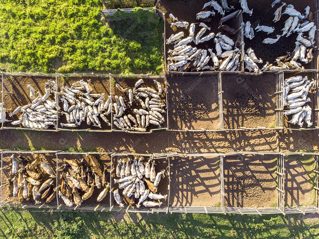 Gado em confinamento, bois, vacas, dia ensolarado Imagem JPG
