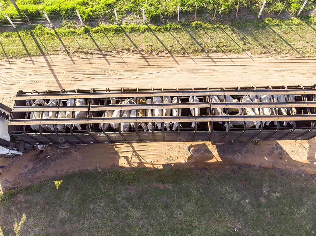 Caminhão carregado com bois durante o dia Imagem JPG