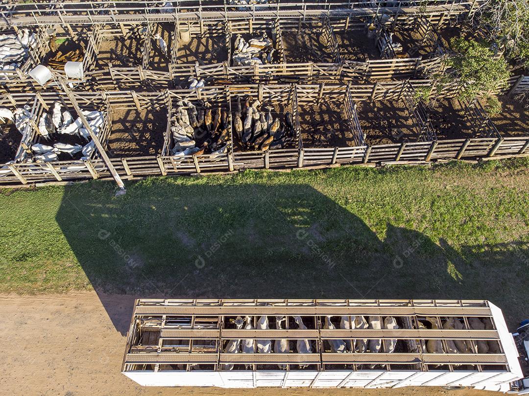 Caminhão carregado com bois durante o dia Imagem JPG