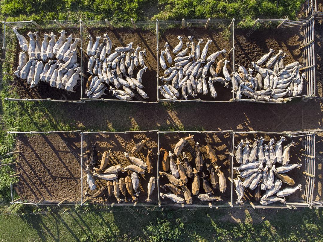 Gado em confinamento, bois, vacas, dia ensolarado Imagem JPG