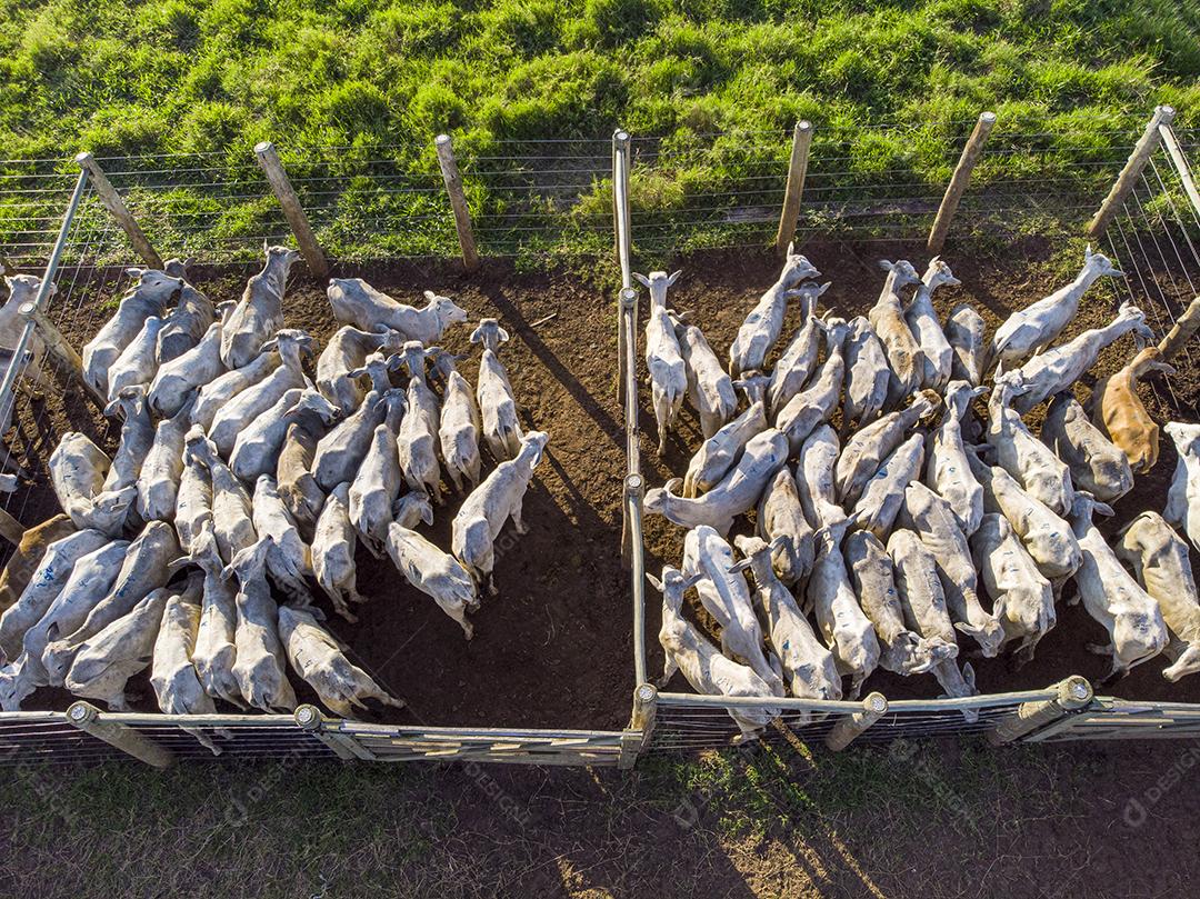 Gado em confinamento, bois, vacas, dia ensolarado Imagem JPG