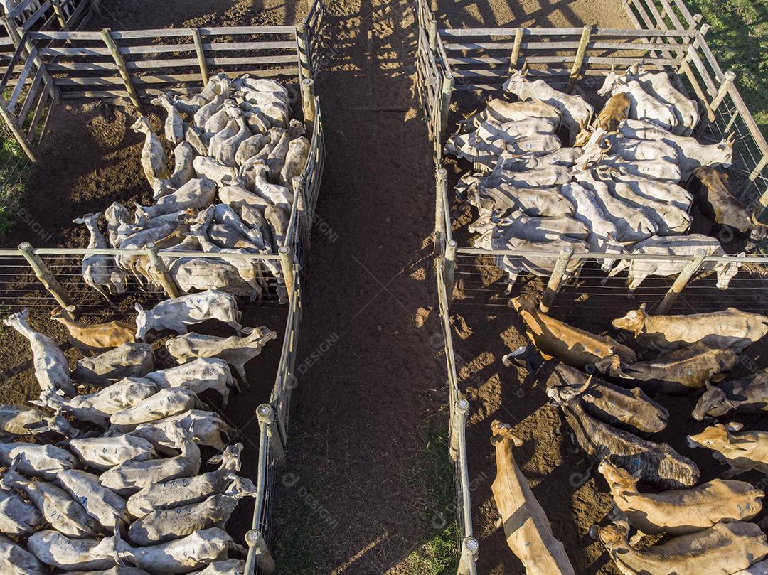 Gado em confinamento, bois, vacas, dia ensolarado Imagem JPG