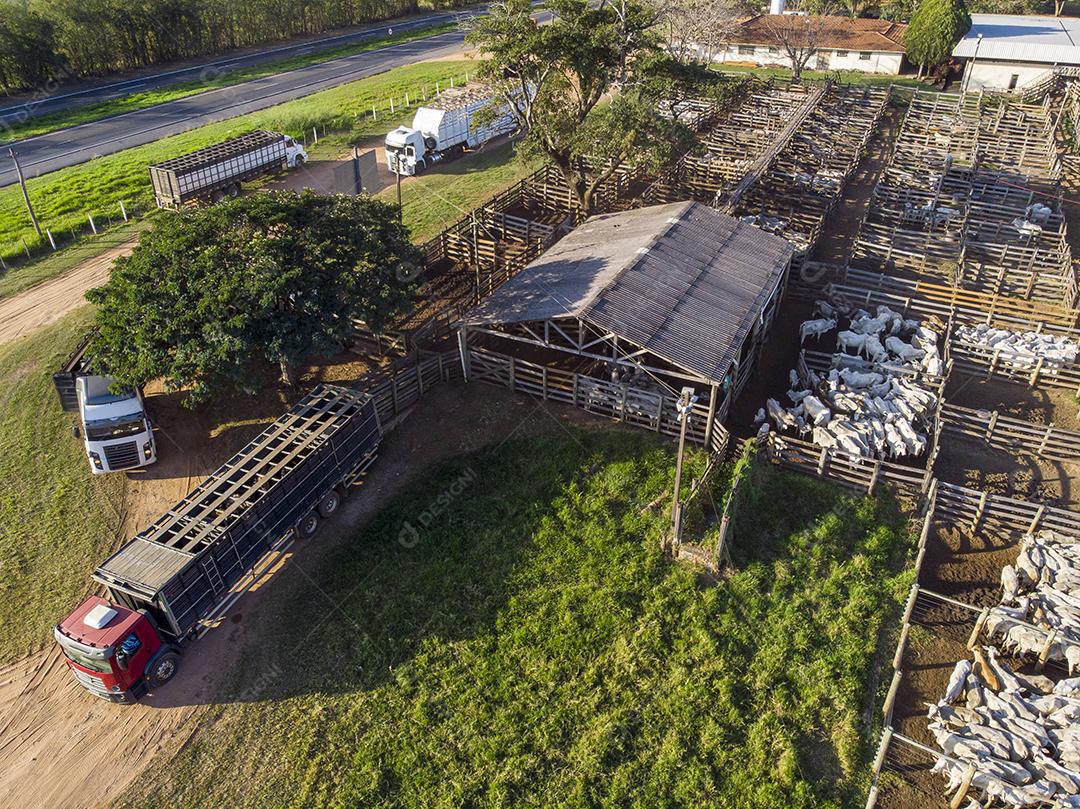 Gado em confinamento, bois, vacas, dia ensolarado Imagem JPG