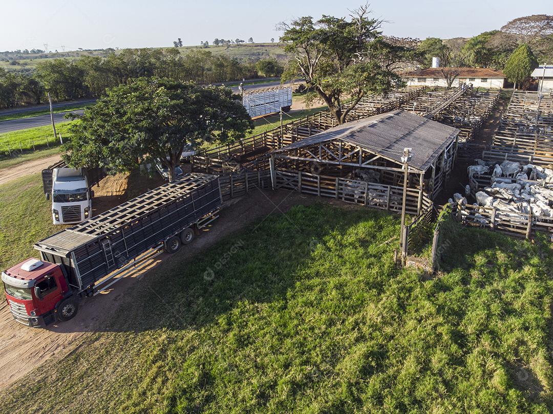 Gado em confinamento, bois, vacas, dia ensolarado Imagem JPG