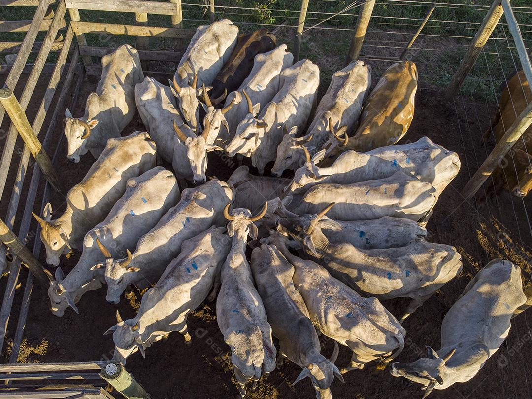 Gado em confinamento, bois, vacas, dia ensolarado Imagem JPG