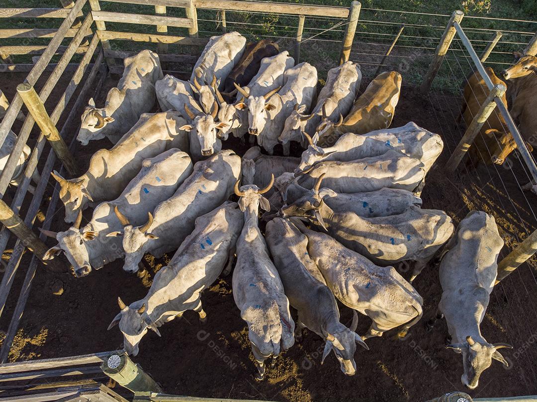 Gado em confinamento, bois, vacas, dia ensolarado Imagem JPG