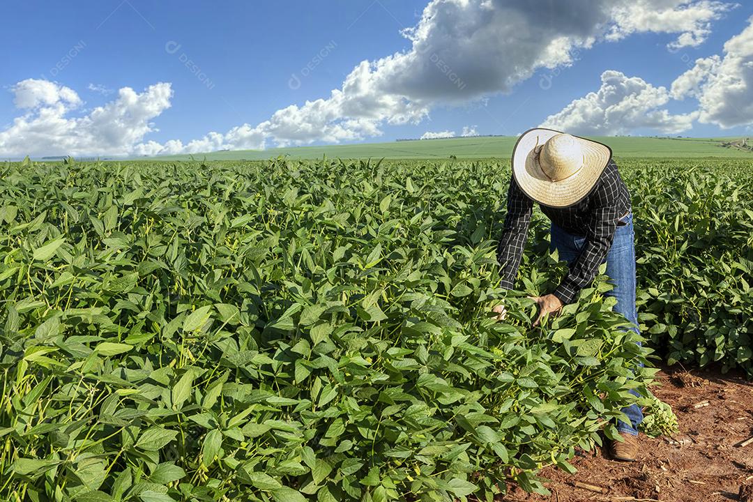 Agrônomo inspecionando culturas de soja crescendo no campo agrícola Imagem JPG