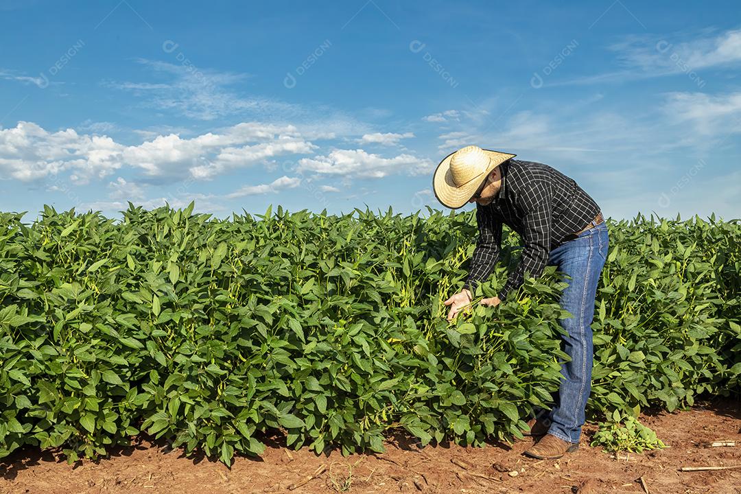 Jovem agrônomo de chapéu segurando o notebook no campo de soja Imagem JPG