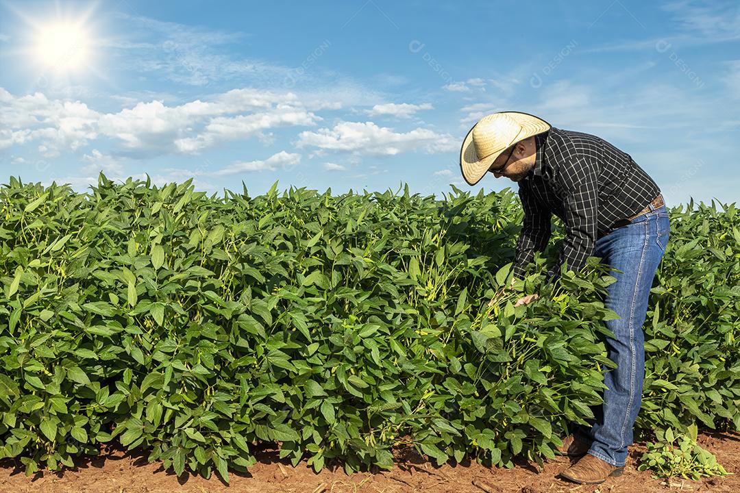Jovem agricultor de chapéu segurando soja no campo de soja Imagem JPG