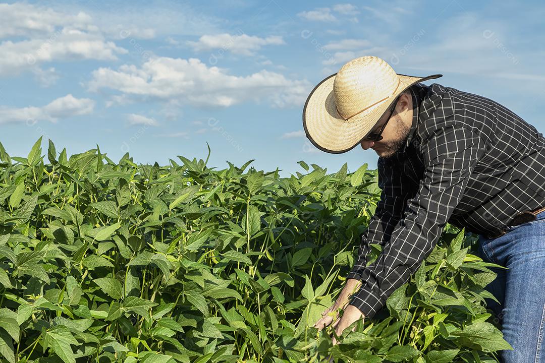 Young farmer in hat holding soybeans in soybean field Image JPG