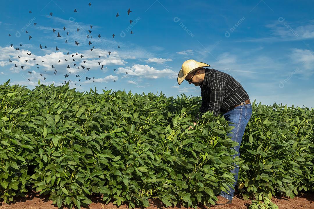 Jovem agrônomo de chapéu segurando o notebook no campo de soja Imagem JPG