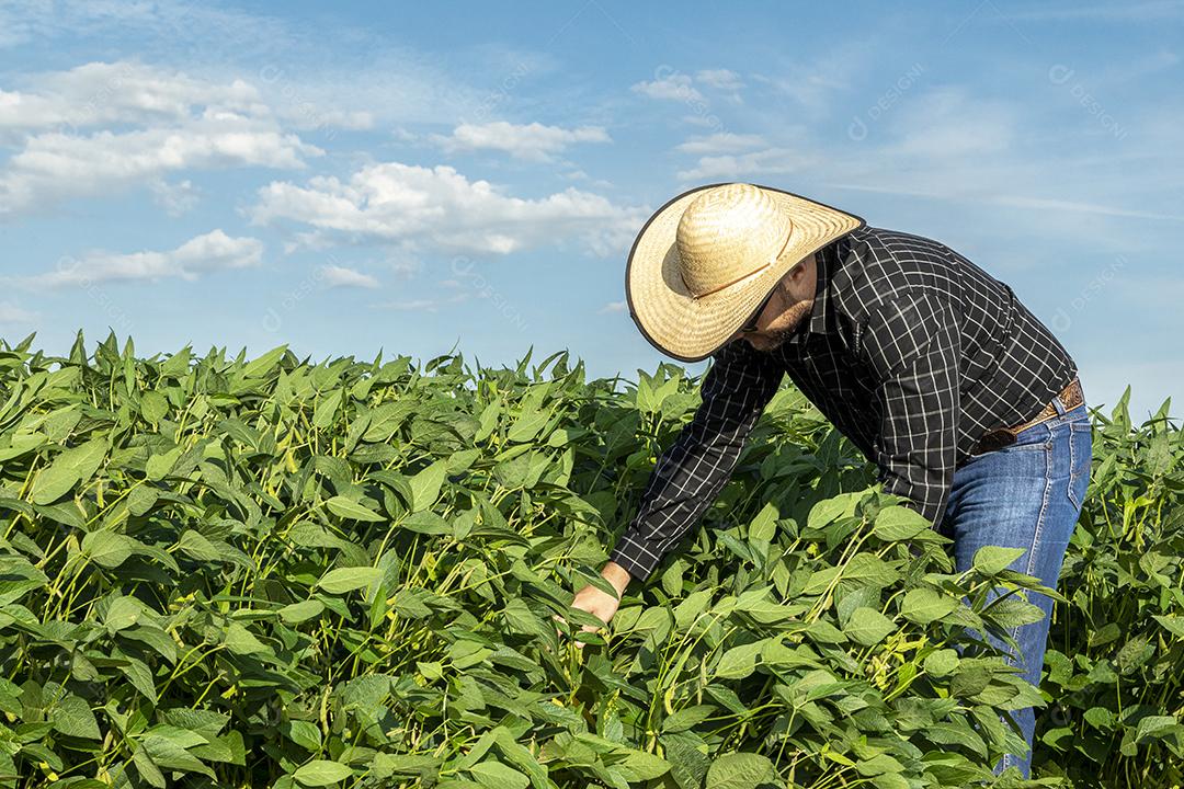 Jovem agrônomo de chapéu segurando o notebook no campo de soja.Imagem JPG