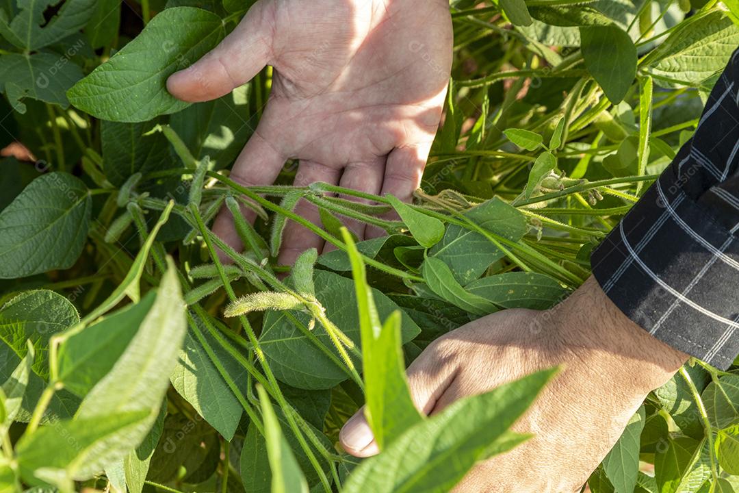 Fotos Agrônomo inspecionando culturas de soja crescendo no campo agrícola