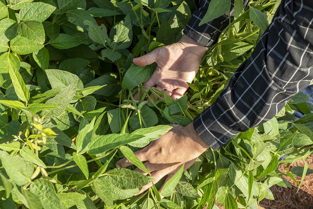 Fotos Agrônomo inspecionando culturas de soja crescendo no campo agrícola