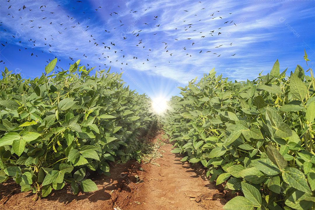 Campo de soja ao sol com céu azul Imagem JPG