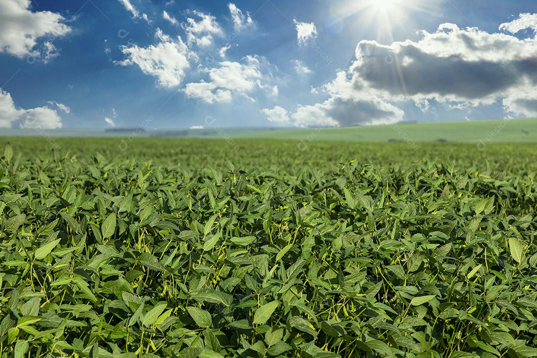 Campo de soja ao sol com céu azul.Imagem JPG