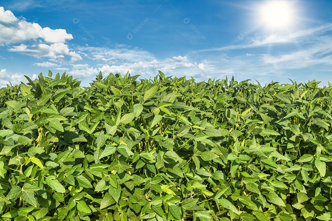 Campo de soja ao sol com céu azul.Imagem JPG