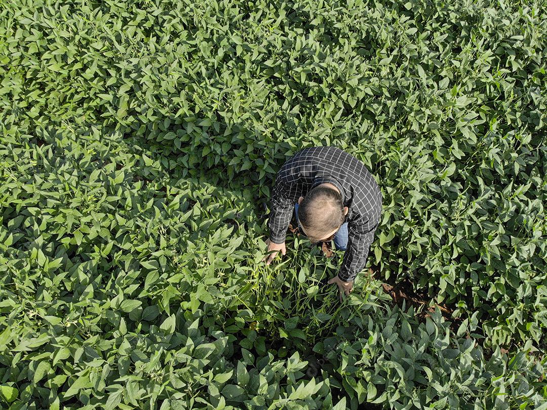 Vista aerea de uma pessoa andando em uma plantaçao de soja Imagem JPG