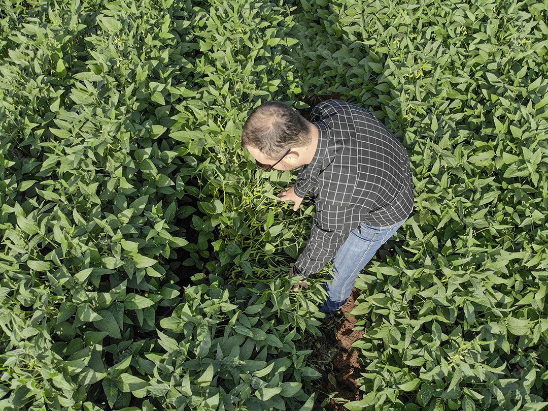 Vista aerea de uma pessoa andando em uma plantaçao de soja Imagem JPG
