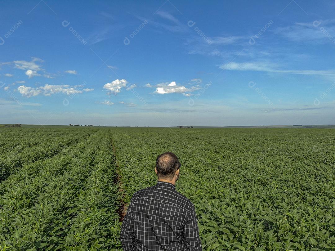 Vista aerea de uma pessoa andando em uma plantaçao de soja Imagem JPG