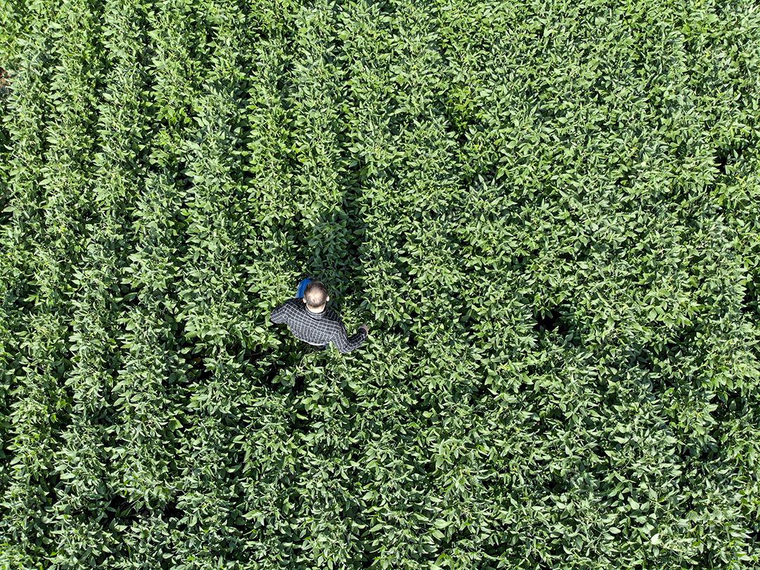 Vista aerea de uma pessoa andando em uma plantaçao de soja Imagem JPG