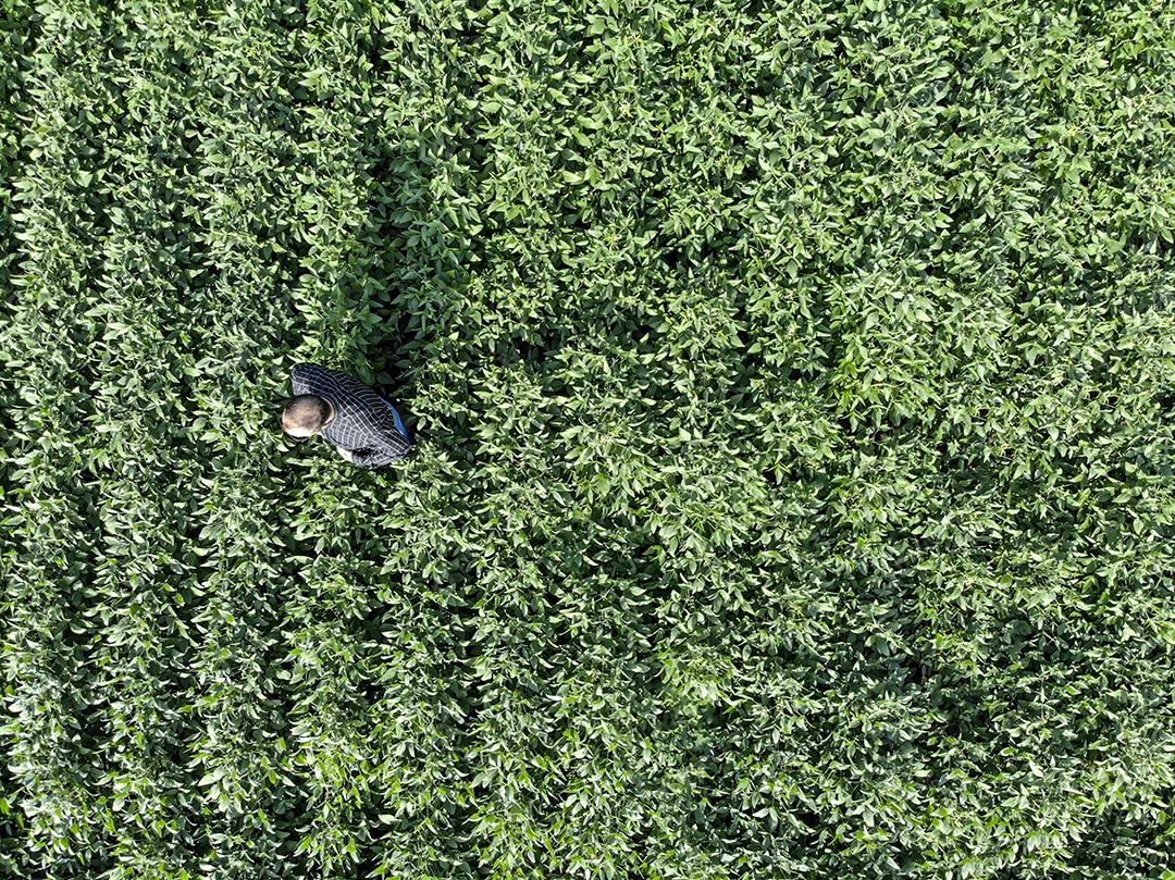 Vista aerea de uma pessoa andando em uma plantaçao de soja Imagem JPG