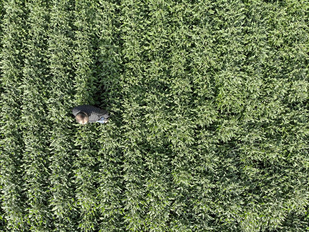 Vista aerea de uma pessoa andando em uma plantaçao de soja Imagem JPG