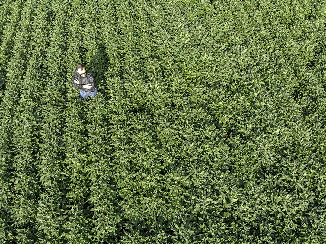 Vista aerea de uma pessoa andando em uma plantaçao de soja Imagem JPG