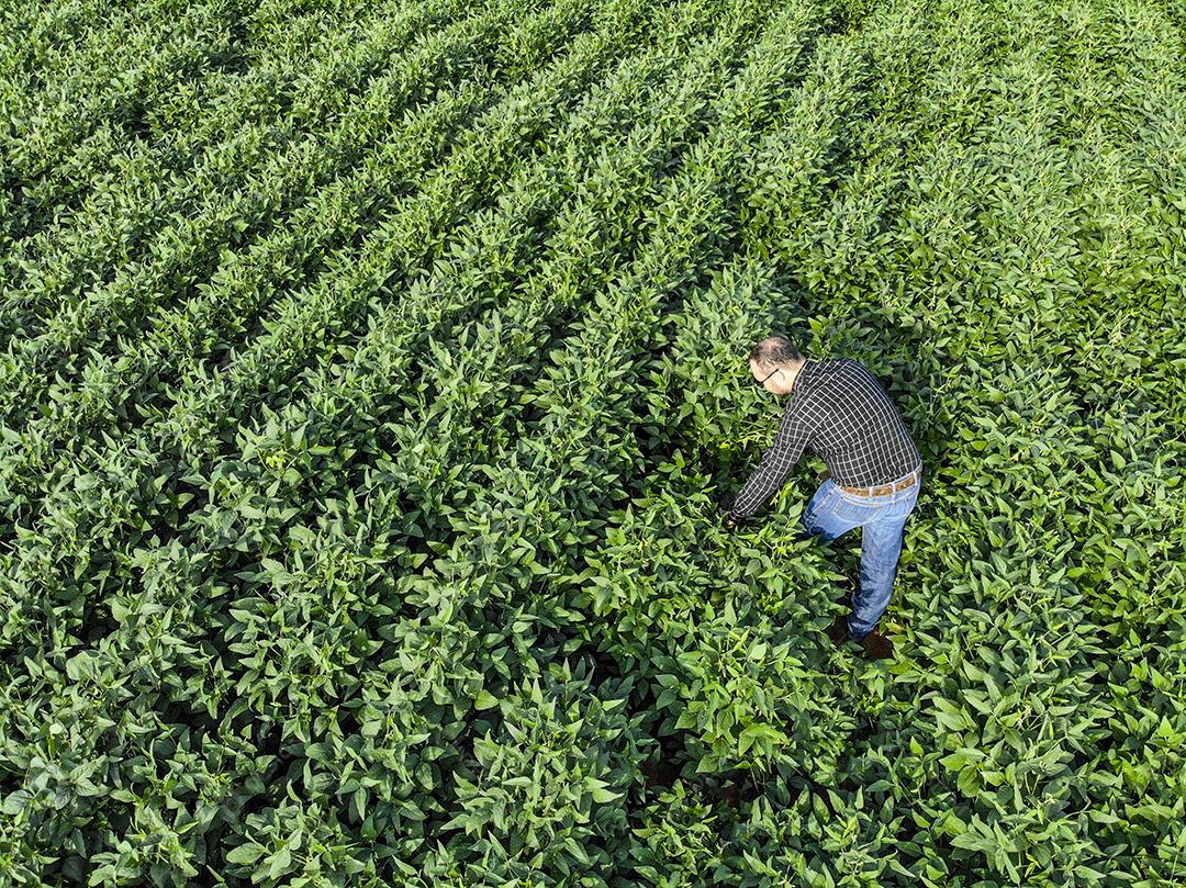Vista aerea de uma pessoa andando em uma plantaçao de soja Imagem JPG