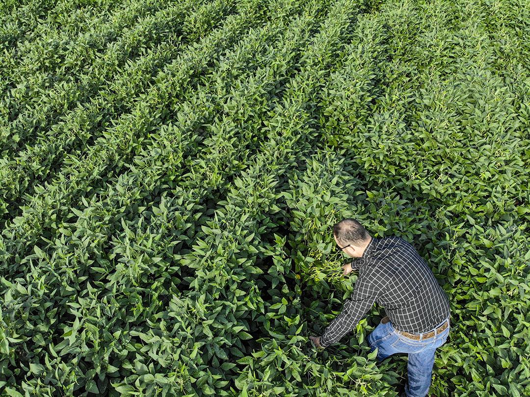 Vista aerea de uma pessoa andando em uma plantaçao de soja Imagem JPG