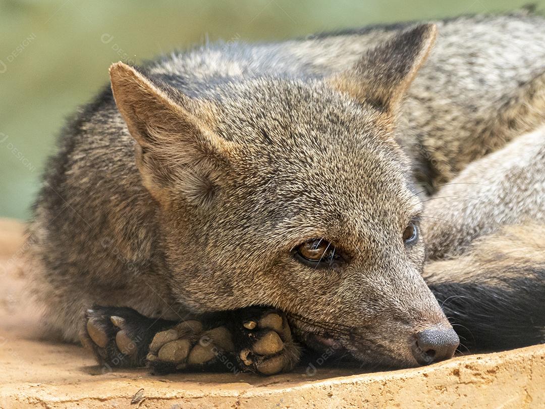 A raposa-caranguejeira (Cerdocyon thous), também conhecida como a raposa Imagem JPG