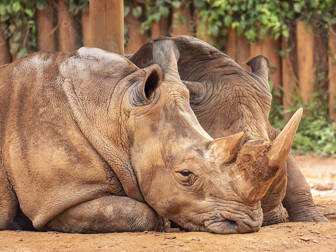 Dois grandes rinocerotídeos no zoológico Imagem JPG