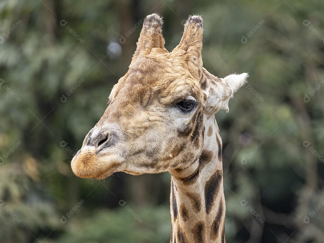 Uma girafa (Giraffa camelopardalis) durante o dia Imagem JPG