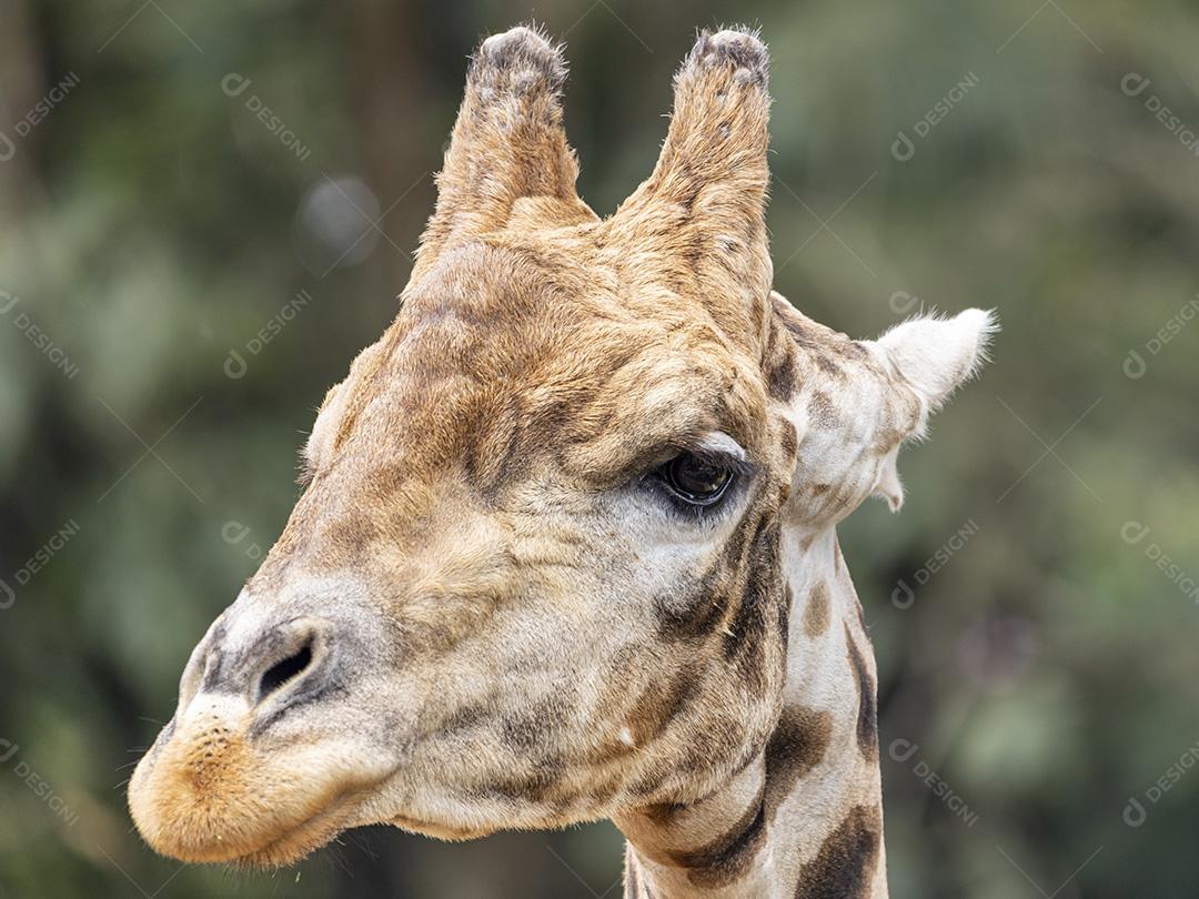 Uma girafa (Giraffa camelopardalis) durante o dia Imagem JPG