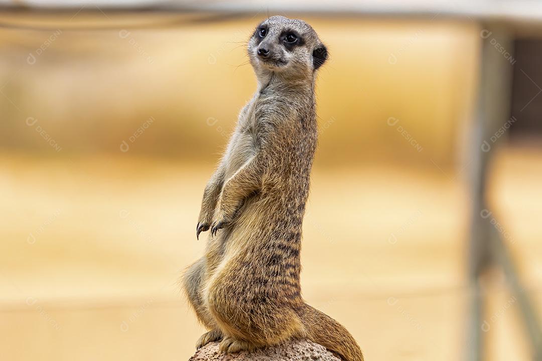 Fotos Meerkat (Suricata suricatta) suricate pequeno mangusto encontrado no sul da África