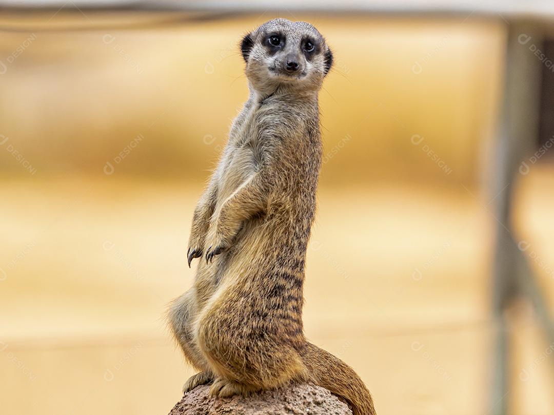 Fotos Meerkat (Suricata suricatta) suricate pequeno mangusto encontrado no sul da África