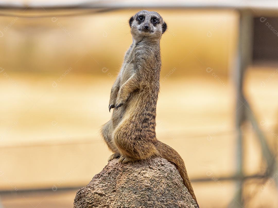 Fotos Meerkat (Suricata suricatta) suricate pequeno mangusto encontrado no sul da África