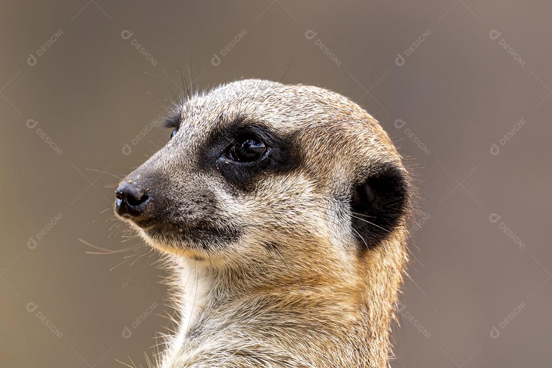 Fotos Meerkat (Suricata suricatta) suricate pequeno mangusto encontrado no sul da África