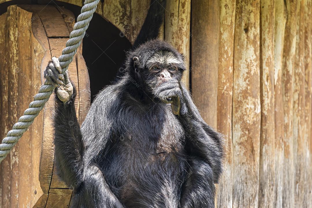 Fotos Macacos-aranha são macacos do Novo Mundo pertencentes ao gênero Ateles