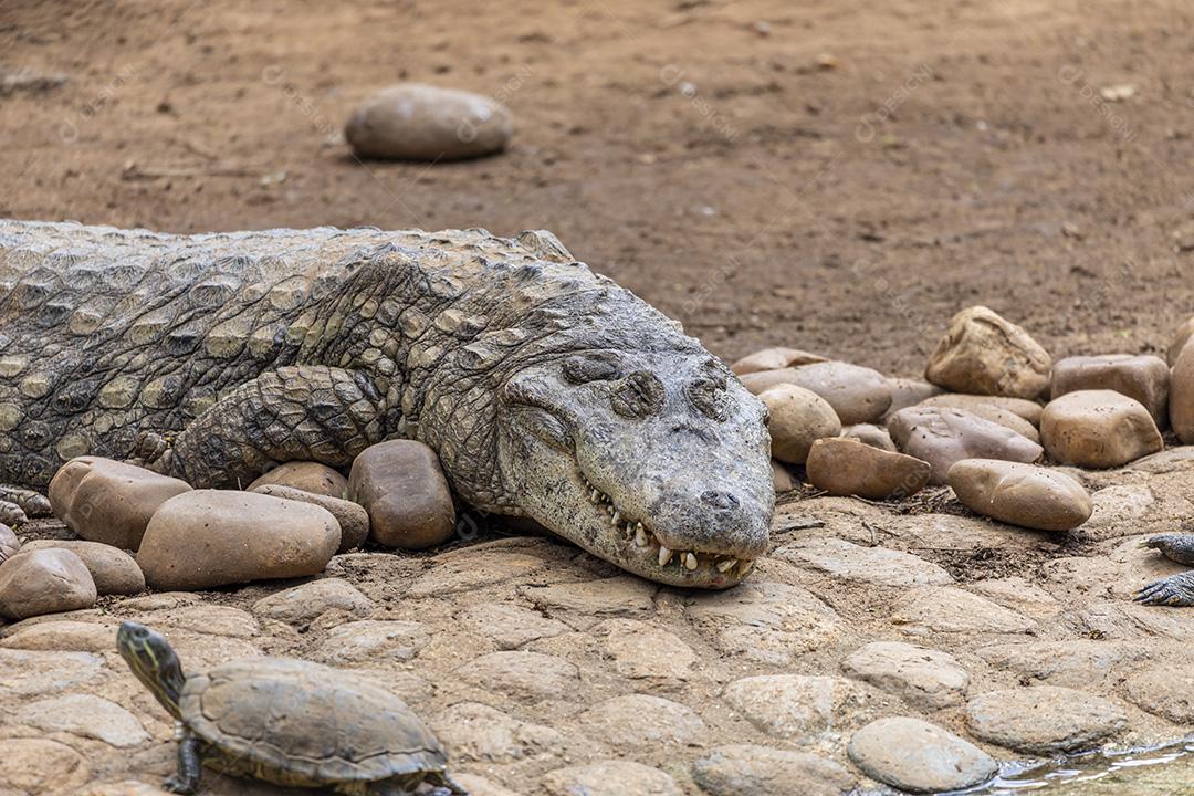 Jacaré tomando sol na grama Imagem JPG