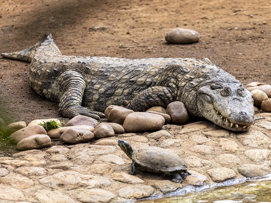 Jacaré tomando sol na grama Imagem JPG