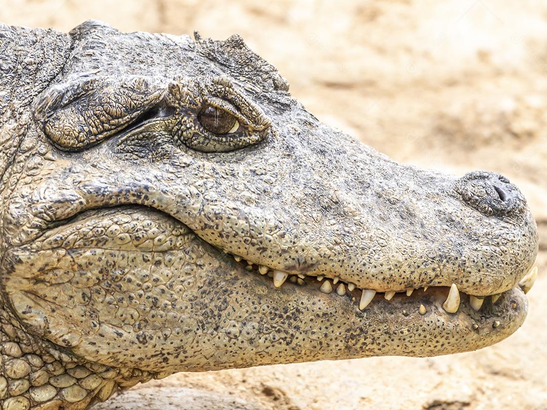 Jacaré tomando sol na grama Imagem JPG