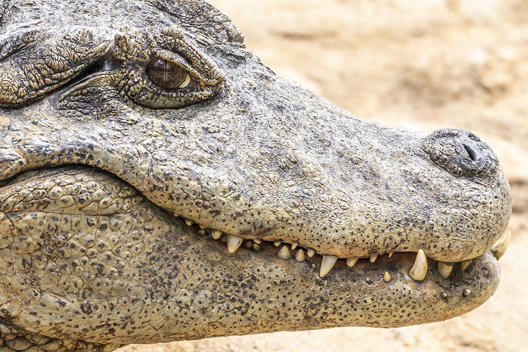 Jacaré tomando sol na grama Imagem JPG