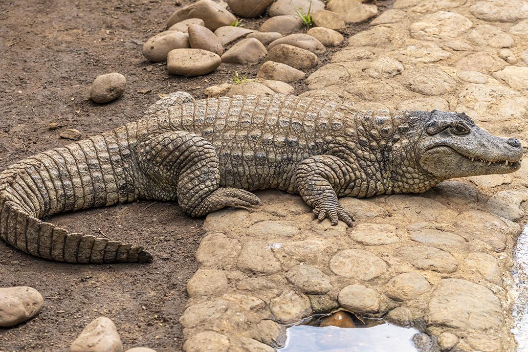 Jacaré tomando sol na grama Imagem JPG