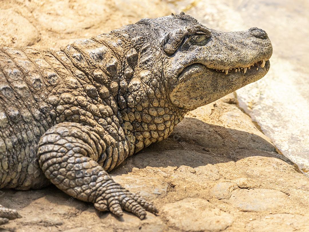 Jacaré tomando sol na grama Imagem JPG