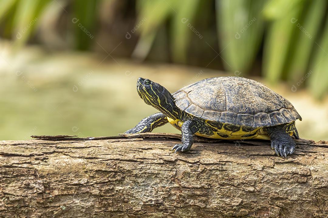 Fotos Tartaruga tigre tomando banho de sol no tronco de árvore no lago
