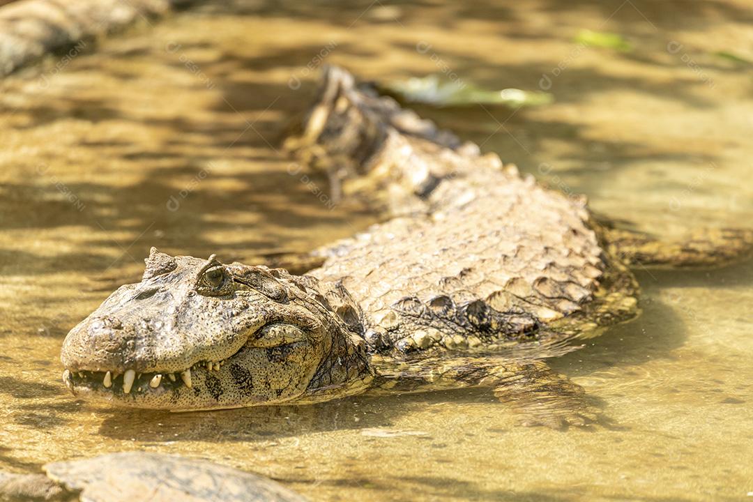 Jacaré nandando em um lago zoologico Imagem JPG